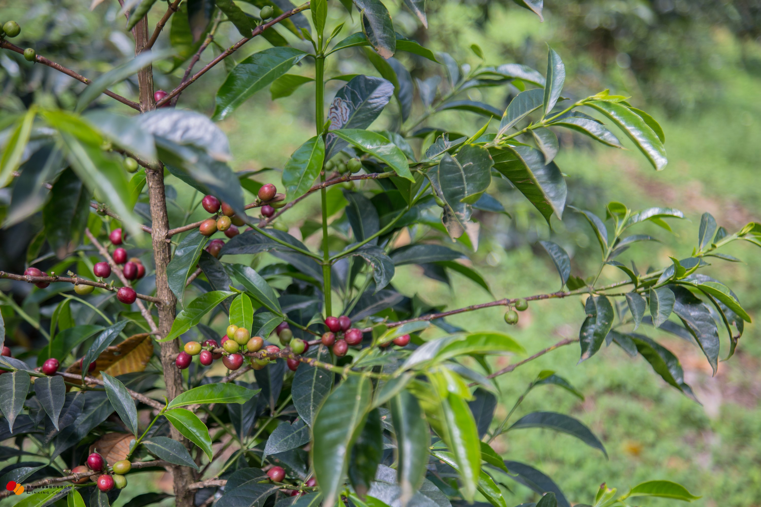 聯傑咖啡事業股份有限公司