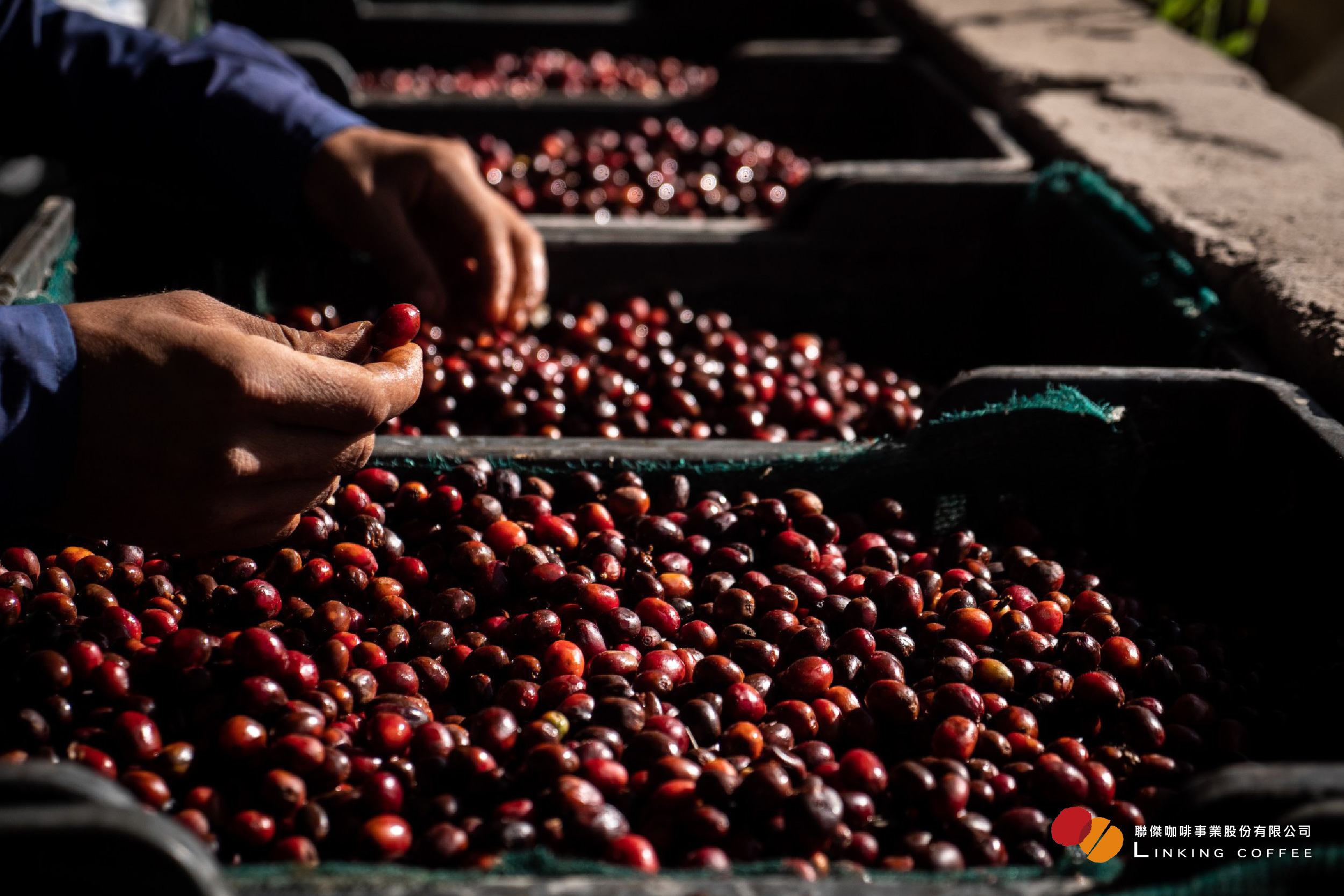 咖啡 品種 及 產地 (99) 사진